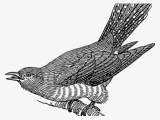 Cuckoo Clipart Parrot - Japanese Cuckoo #9914692
