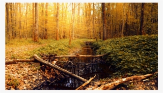 Score 50% - Autumn #9916891