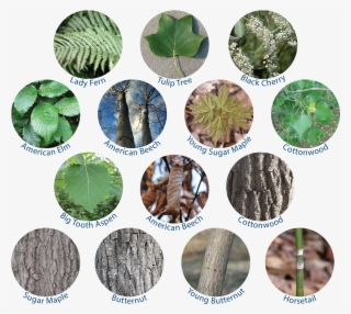 The Exotic Japanese Barberry And Shrub Honeysuckle - Kamen Rider #9917266