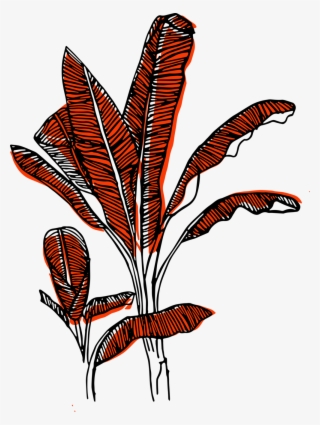 Wild Mala Banana Tree Coral #9917481