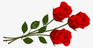 Free Png Rose Png Images Transparent - Three Red Roses #9918022 Free Png Rose Png Images Transparent - Three Red Roses #9918022