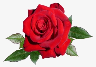 Rose, Red, Romance, Valentine - Garden Roses #9918073 Rose, Red, Romance, Valentine - Garden Roses #9918073